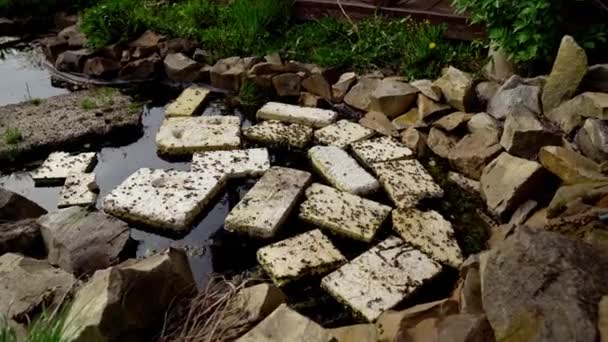 Família Das Abelhas Bebe Água Lago Abelhas Apiário Voam Sobre — Vídeo de Stock