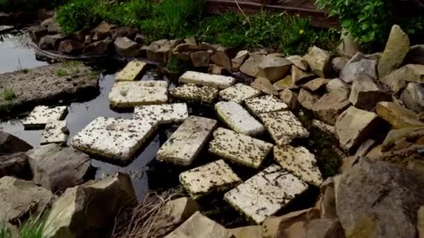 Famille Des Abeilles Boit Eau Sur Étang Des Abeilles Volent — Video