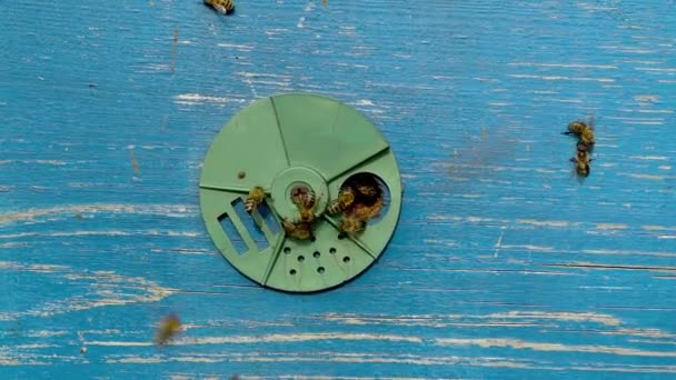 蜜蜂家族在池塘边喝水 蚜虫上的蜜蜂在水面上飞翔 夏天在花园里和昆虫在一起 乌克兰养蜂场 — 图库视频影像