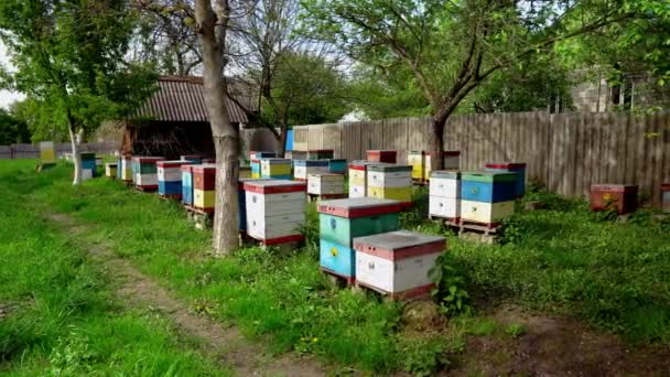 Gazdaság Méhészeti Kolóniák Ukrajnában Méhek Méhészetben Bizonyítékok Előtt Repülnek Méhcsalád — Stock videók