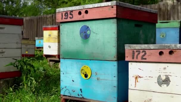Boerderij Van Bijenvolken Oekraïne Bijen Bijenstal Vliegen Voor Het Bewijs — Stockvideo