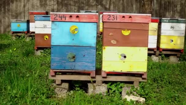 우크라이나의 식민지 꿀벌의 벌들은 앞에서 날아갑니다 꿀벌은 정원에서 하이브 나무로 — 비디오