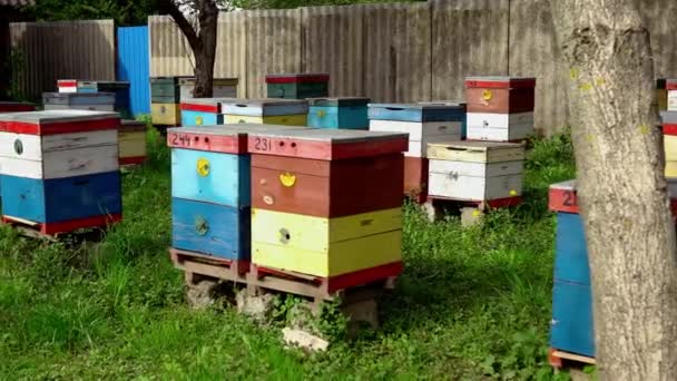 乌克兰的养蜂场 蜂窝里的蜜蜂在证据面前飞舞 蜜蜂的家庭 蜜蜂在花园里筑巢 蜂群蜜蜂 蜂蜜蜜 — 图库视频影像
