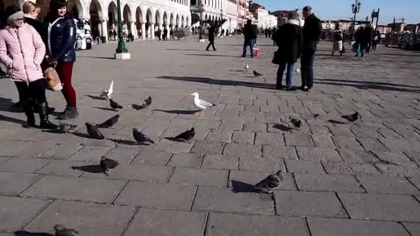 ヴェネツィアのセントマーク広場 ドージの宮殿に座っている イタリアのゴシック建築の記念碑 ヴェネツィアのセントマーク広場にあるドージの宮殿 ヴェネツィアにはたくさんの鳥がいる — ストック動画