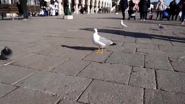 Måsar Markusplatsen Doge Palace Venedig Monument Italiensk Gotisk Arkitektur Dogepalatset — Stockvideo
