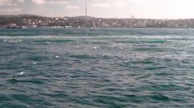 Bir geminin güvertesinden İstanbul manzaralı birçok martı su üzerinde. Gemi İstanbul 'daki Golden Horn Körfezi boyunca yol alıyor. İstanbul, Türkiye 'de yatta insanlarla dolu bir gemiden görüntü. 