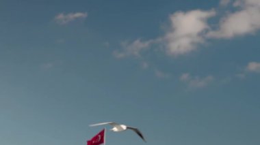 Türkiye 'nin İstanbul üzerinde gökyüzünde uçan bir martının yakın çekimi. Gökyüzünde kuş uçuşu. Martı kanatları yakın plan..