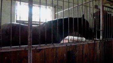 Ukrayna 'da bir çiftlikte atları olan bir ahır. Parmaklıkların arkasında kahverengi at. Kuzey Avrupa 'da bir çiftlikte kahverengi atlar. Kırsal kesimde evcil hayvan.