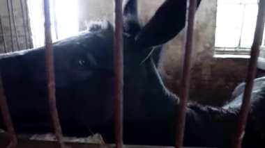 Parmaklıklar ardında güzel bir eşek. Ukrayna 'da bir çiftlikte eşekle ahır. Kuzey Avrupa 'da bir çiftlikteki ağılda şirin bir eşek. Kırsal kesimde evcil hayvan.