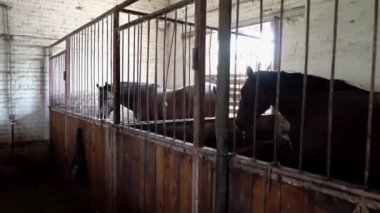 Ukrayna 'da bir çiftlikte atları olan bir ahır. Parmaklıkların arkasında kahverengi at. Kuzey Avrupa 'da bir çiftlikte kahverengi atlar. Kırsal kesimde evcil hayvan.