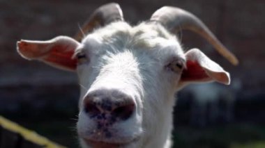 Ukrayna 'da bir keçi çitin arkasından kameraya bakıyor. Keçi kafasının yakın çekimi. Büyük boynuzlu bir keçi. Çitin arkasında koyun ve koç olan bir çiftlik. Kuzey Avrupa 'da bir çiftlikte koyun sürüsü