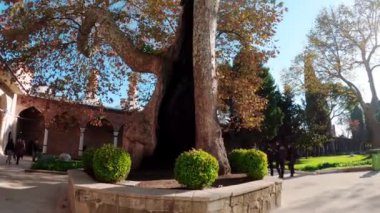Türkiye 'nin İstanbul kentindeki Topkapı Sarayı' nda büyük bir oyuk ağaç. Türkiye, İstanbul 'daki Topkapı Sarayı. Osmanlı İmparatorluğu 'nun ana sarayı 19. yüzyılın ortalarına kadar İstanbul' daydı.. 