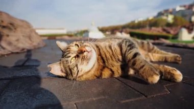 İstanbul, Trkiye 'deki Miniatürk Parkı' nda bir kedi yerde yuvarlanıyor. Miniatürk Parkı İstanbul, Türkiye. Kedi kameraya poz veriyor.