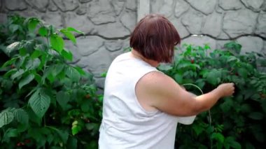 Bir kadın bahçesinde yeşil patates ve lahana arasında olgun ahududu topluyor. Böğürtlen hasadı, doğal tarım, ekolojik beslenme ve organik ürünlerle dolu yaz bahçesi..