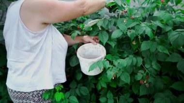 Bir kadın bahçesinde yeşil patates ve lahana arasında olgun ahududu topluyor. Böğürtlen hasadı, doğal tarım, ekolojik beslenme ve organik ürünlerle dolu yaz bahçesi..