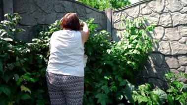 Bir kadın bahçesinde yeşil patates ve lahana arasında olgun ahududu topluyor. Böğürtlen hasadı, doğal tarım, ekolojik beslenme ve organik ürünlerle dolu yaz bahçesi..