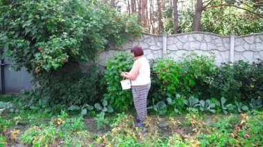 Bir kadın bahçesinde yeşil patates ve lahana arasında olgun ahududu topluyor. Böğürtlen hasadı, doğal tarım, ekolojik beslenme ve organik ürünlerle dolu yaz bahçesi..