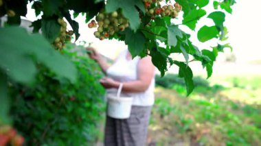 Bir kadın bahçesinde yeşil patates ve lahana arasında olgun ahududu topluyor. Böğürtlen hasadı, doğal tarım, ekolojik beslenme ve organik ürünlerle dolu yaz bahçesi..