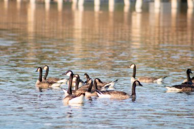 Parktaki suda güzel ördekler