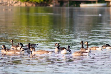 Nehirde yüzmeye ördekler