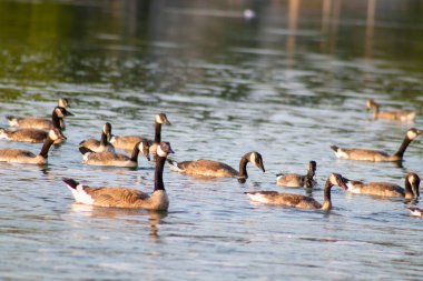 Gölde bir ördek sürüsü