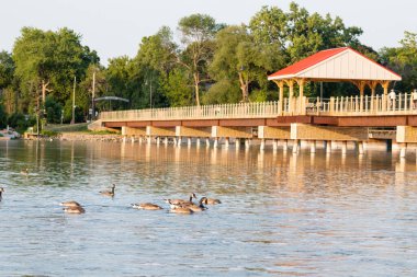 Ördek ve ördek sürüsü nehir kıyısında..