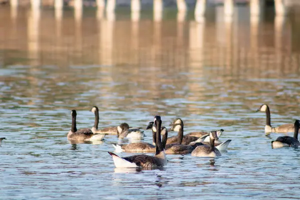 Eine Herde Enten Auf Dem See — Stockfoto
