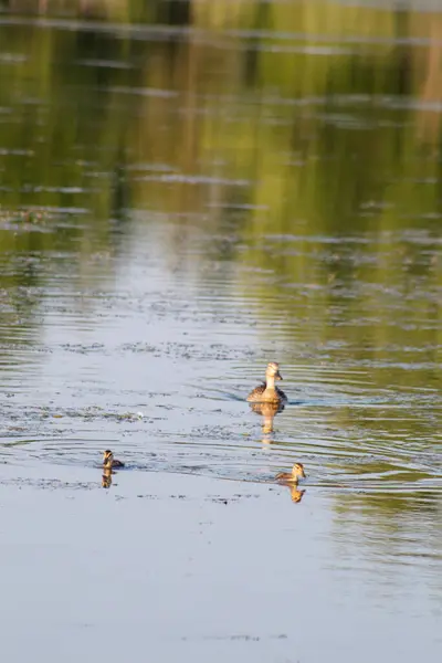 Eine Herde Enten Auf Dem Fluss — Stockfoto