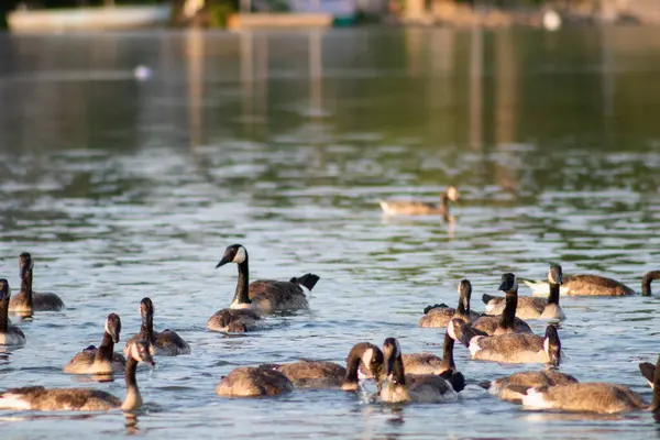 Wildenten Schwimmen Teich Park Foto Hoher Qualität — Stockfoto