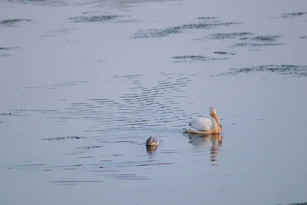 Weißer Schwan See — Stockfoto