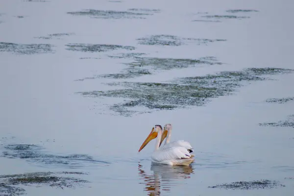 Pelikan Jeziorze — Zdjęcie stockowe