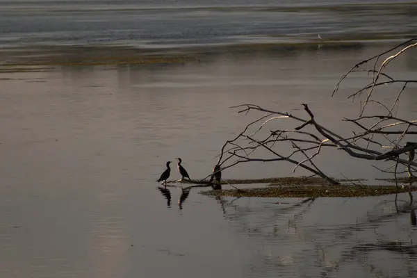 ทไวไลท เซเรนด ทะเลสาบว นเนเบโก สคอนซ สหร ฐอเมร — ภาพถ่ายสต็อก