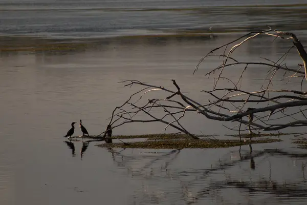 Sérénade Crépuscule Winnebago Lake Wisconsin Usa — Photo