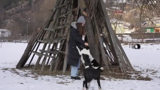 Glücklich Aufgeregte Aber Hungrige Hunde Springen Auf Menschen Und Schütteln — Stockvideo