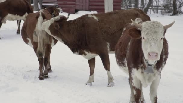 Jiná Zvířata Stáda Zimě Čenichají Blízkosti Chatrče — Stock video