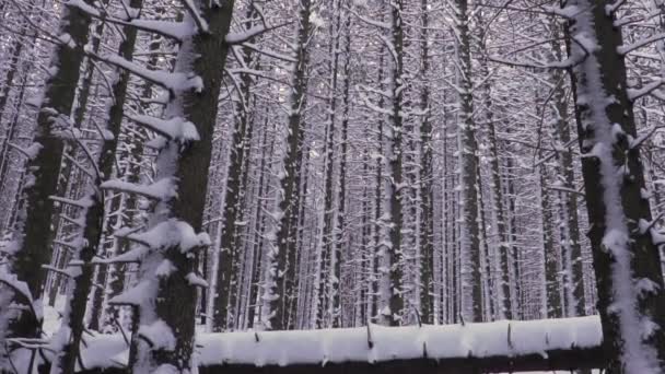 Κλάδοι Καλυμμένοι Χιόνι Κάμερα Γέρνει Μέχρι Τις Κορυφές Των Δέντρων — Αρχείο Βίντεο