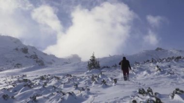 Hiker ascends summit on a windy winter day between frozen plants and harsh extreme conditions