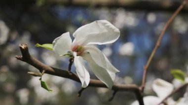Bahar rüzgarında sallanan bir dalda çiçek.