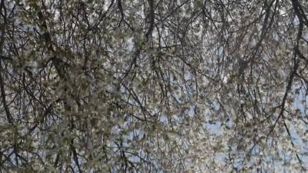 Alma Vagy Más Gyümölcsvirágok Lengenek Szélben Tavasszal — Stock videók