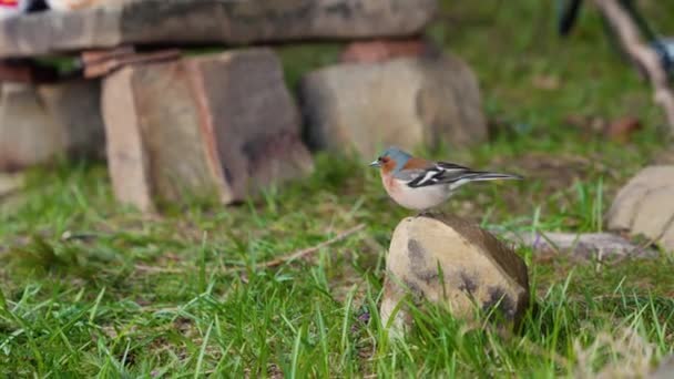 Kolorowe Młode Odłamki Skaczą Kamienia Ptak Szuka Pożywienia Trawie — Wideo stockowe