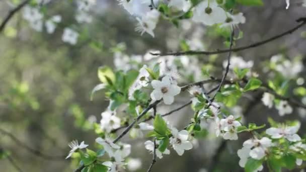 花瓣在春风中缓缓地从苹果枝头脱落 — 图库视频影像
