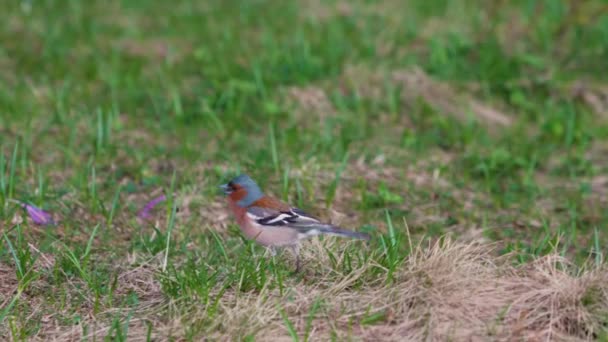 Colorful Little Spink Jumping Fresh Green Grass — Stock Video