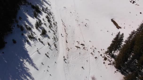 Amigos Aventureros Caminan Sobre Nieve Cerca Del Bosque Desierto Vista — Vídeos de Stock