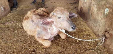 Uzun bir iple bağlanmış küçük bir yavrunun yakından görüntüsü.