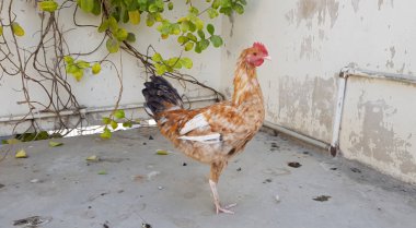closeup view of a single beautiful male rooster or cock standing alone on grey cement surface