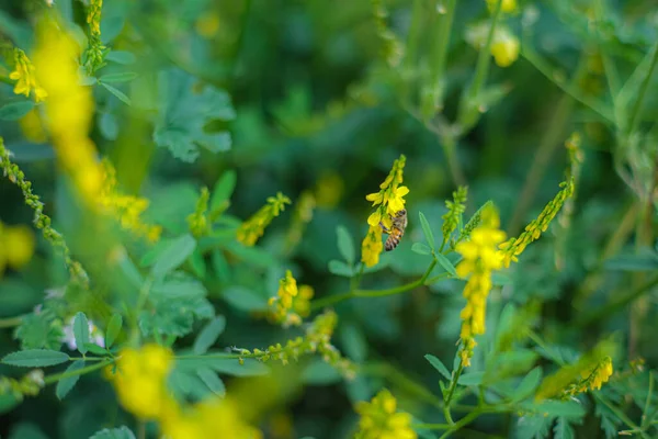 蜜蜂授粉给黄色的花 蜜蜂在花朵上 天然的模糊绿色背景 蜜蜂近身了 — 图库照片