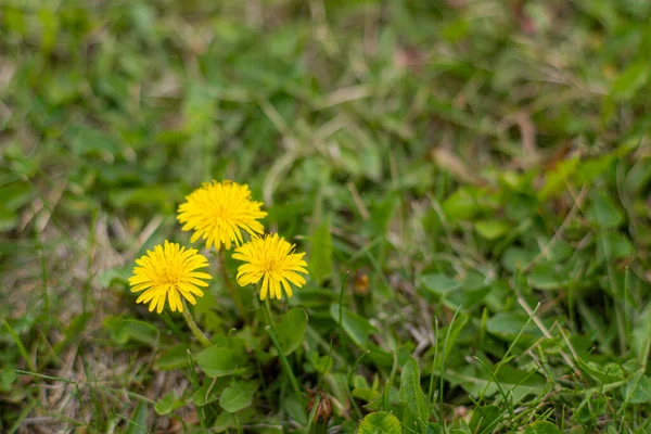 オープン草原の新鮮さ 壊れやすい花弁と花序で成長する明るい黄色の開花植物のクローズアップは 自然の美しさを作り出します — ストック写真