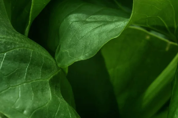 抽象的な緑の質感 自然背景 熱帯の葉 フラットレイアウト 暗い自然コンセプト 熱帯の葉 葉の閉まり — ストック写真