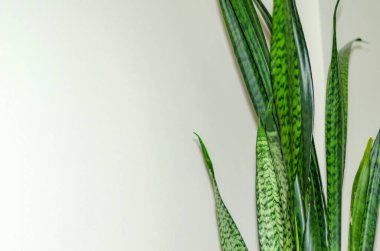 Beyaz arkaplanda Sansevieria bitki dalı.