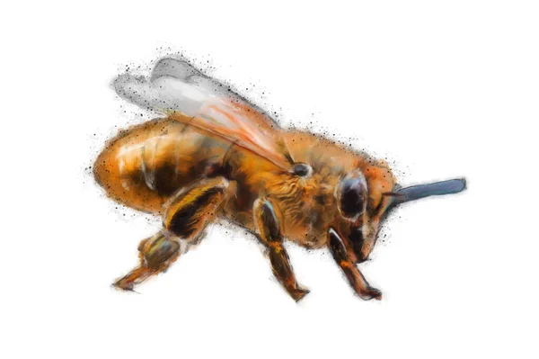 Včelí Barevný Náčrt Izolované Bílé Pozadí — Stock fotografie